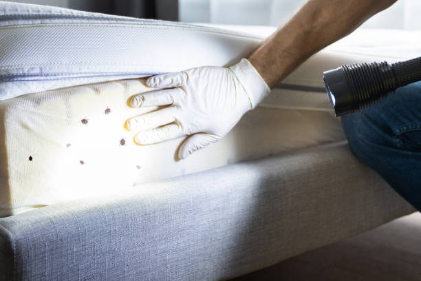 Best Flea Control Services  in Jarrell, TX