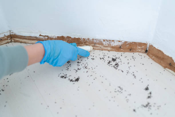 Best Ant Control Services  in Jarrell, TX